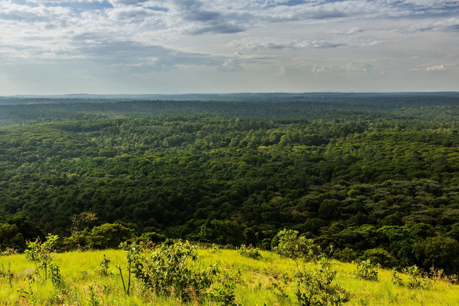 La reserva nacional de la selva de Kakamega